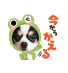 ちわわのこじゆきももむさ（個別スタンプ：1）