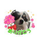 ちわわのこじゆきももむさ（個別スタンプ：10）