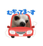 ちわわのこじゆきももむさ（個別スタンプ：13）