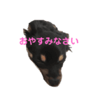 ちわわのこじゆきももむさ（個別スタンプ：16）