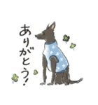 うちの犬、さくや。（個別スタンプ：7）