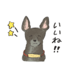 うちの犬、さくや。（個別スタンプ：11）