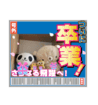 毛玉ひよこ第3段（個別スタンプ：23）