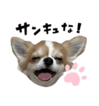 山口家わんにゃんスタンプ（個別スタンプ：9）