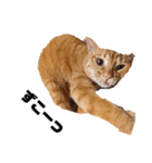 茶トラねこの日常 browntabby cat everyday（個別スタンプ：1）