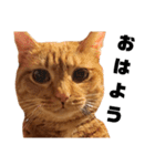 茶トラねこの日常 browntabby cat everyday（個別スタンプ：2）