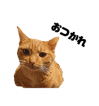 茶トラねこの日常 browntabby cat everyday（個別スタンプ：3）