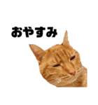 茶トラねこの日常 browntabby cat everyday（個別スタンプ：4）