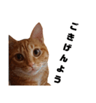 茶トラねこの日常 browntabby cat everyday（個別スタンプ：5）