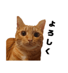 茶トラねこの日常 browntabby cat everyday（個別スタンプ：6）