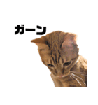 茶トラねこの日常 browntabby cat everyday（個別スタンプ：8）