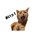 茶トラねこの日常 browntabby cat everyday（個別スタンプ：9）