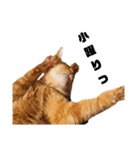 茶トラねこの日常 browntabby cat everyday（個別スタンプ：10）