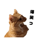茶トラねこの日常 browntabby cat everyday（個別スタンプ：11）