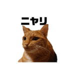 茶トラねこの日常 browntabby cat everyday（個別スタンプ：12）