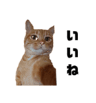 茶トラねこの日常 browntabby cat everyday（個別スタンプ：13）