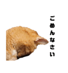 茶トラねこの日常 browntabby cat everyday（個別スタンプ：14）