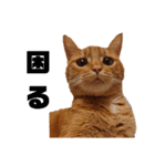 茶トラねこの日常 browntabby cat everyday（個別スタンプ：15）