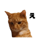 茶トラねこの日常 browntabby cat everyday（個別スタンプ：16）