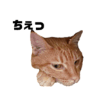 茶トラねこの日常 browntabby cat everyday（個別スタンプ：17）