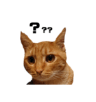 茶トラねこの日常 browntabby cat everyday（個別スタンプ：18）