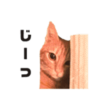 茶トラねこの日常 browntabby cat everyday（個別スタンプ：19）