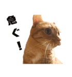 茶トラねこの日常 browntabby cat everyday（個別スタンプ：20）
