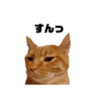 茶トラねこの日常 browntabby cat everyday（個別スタンプ：21）
