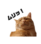 茶トラねこの日常 browntabby cat everyday（個別スタンプ：22）