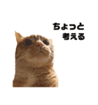 茶トラねこの日常 browntabby cat everyday（個別スタンプ：23）