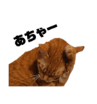 茶トラねこの日常 browntabby cat everyday（個別スタンプ：24）