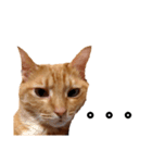 茶トラねこの日常 browntabby cat everyday（個別スタンプ：25）