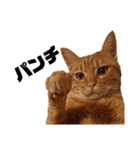 茶トラねこの日常 browntabby cat everyday（個別スタンプ：26）