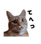 茶トラねこの日常 browntabby cat everyday（個別スタンプ：27）