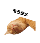 茶トラねこの日常 browntabby cat everyday（個別スタンプ：28）