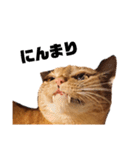 茶トラねこの日常 browntabby cat everyday（個別スタンプ：29）