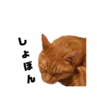 茶トラねこの日常 browntabby cat everyday（個別スタンプ：30）