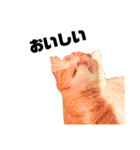 茶トラねこの日常 browntabby cat everyday（個別スタンプ：31）
