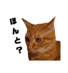 茶トラねこの日常 browntabby cat everyday（個別スタンプ：32）