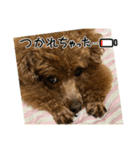 ぷーどるのアリスの日常（個別スタンプ：10）