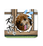 ぷーどるのアリスの日常（個別スタンプ：11）