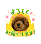 ぷーどるのアリスの日常（個別スタンプ：13）