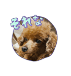 ぷーどるのアリスの日常（個別スタンプ：14）