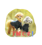 えいるいワンコ2（個別スタンプ：1）