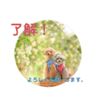 えいるいワンコ2（個別スタンプ：6）