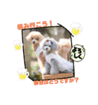 えいるいワンコ2（個別スタンプ：9）