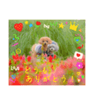えいるいワンコ2（個別スタンプ：13）