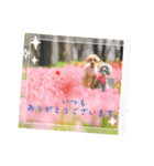 えいるいワンコ2（個別スタンプ：18）