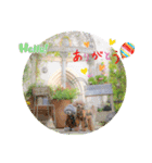 えいるいワンコ2（個別スタンプ：20）
