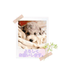 えいるいワンコ2（個別スタンプ：24）